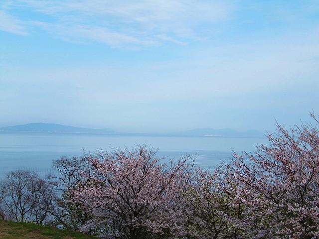 春には桜の花